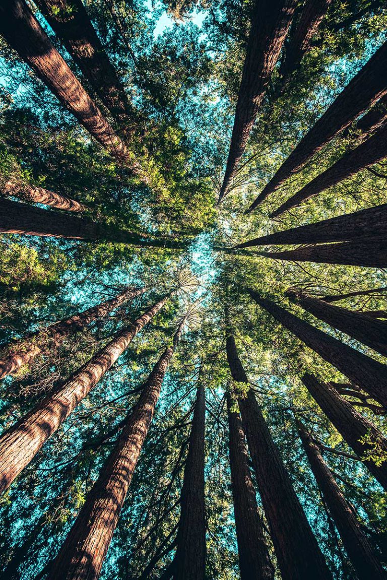 Redwood trees