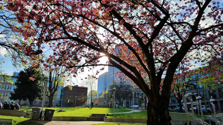 Cherry blossoms in Vancouver