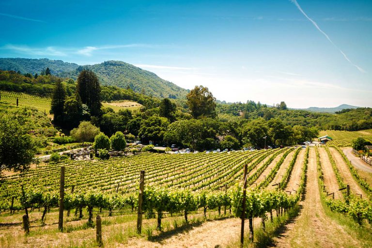 Vineyard in California