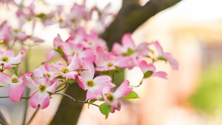 Dogwood Tree in Knoxville